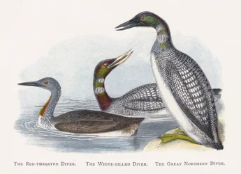 De Roodkeelduiker, De Geelsnavelduiker, De IJsduiker