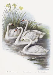 De Wilde Zwaan, De Kleine Zwaan, De Knobbelzwaan