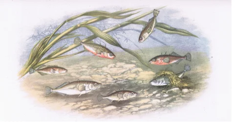 Stekelbaarsjes, Natuur in Groot-Brittannië gepubliceerd door Collins, 1946