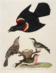 1. Roodvleugelspreeuw. 2. Vrouwtje. 3. Grasmus. 4. Roodpolletje