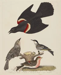 Roodvleugelspreeuw, vrouwelijke roodvleugelspreeuw, zwartkopzanger en kleine roodkopzanger