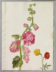 Alexander Maarschalk (RCIN 924373)