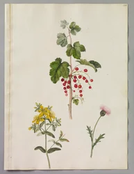 Alexander Maarschalk (RCIN 924406)