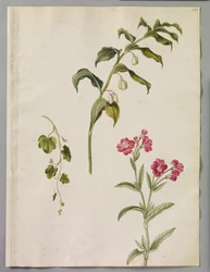 Alexander Maarschalk (RCIN 924420)