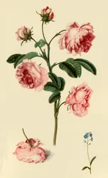 Rosa Provincialis en Vergeet-mij-niet
