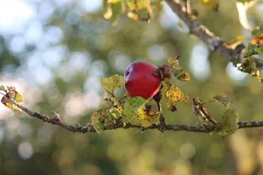 De appelboom