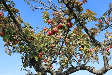Rode vruchten