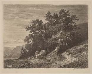 Oude bomen op een helling