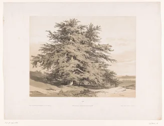 Landschap met ceders