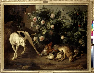 Hond bewaakt wild bij een rozenstruik