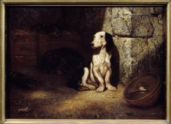 Zwart-witte bassethond in de kennel. Aan de zijkant een kom gevuld met water