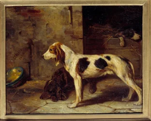 Honden Brifauts