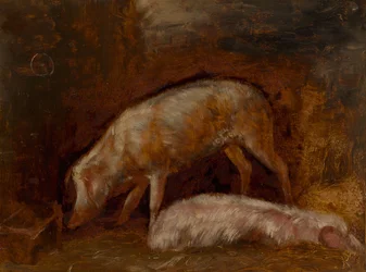 Studie van varkens