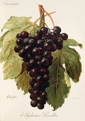 Alphonse Lavallee druif