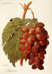 Angelino druif