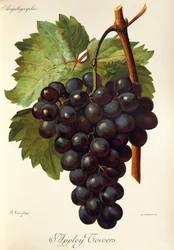 Appley Towers druif. Illustratie door A. Kreyder, Pessione, uit Traite General de Viticulture. Ampelographie