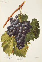 Bibiola