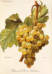 Blanc-des-Trois-Fontaines druif