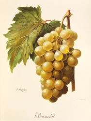 Boisselot druif