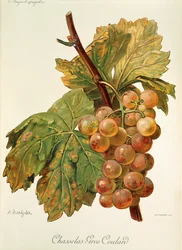 Chasselas Gros Coulard druif