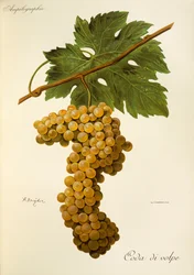 Coda di Volpe-druif door A. Kreyder