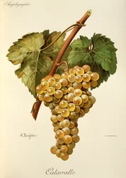 Fiano druif