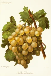 Golden Champion druif