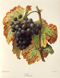 Lasca