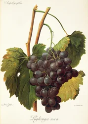 Luglienga Nera-druif