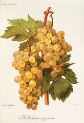Madeleine Angevine