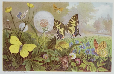 Vlinders, illustratie uit een Hongaarse natuurgeschiedenisboek, ca. 1900