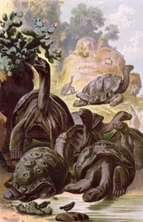 Reuzenschildpadden van de Galapagos-eilanden, uit een natuurhistorisch boek, 1887