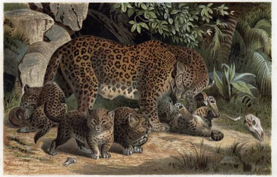 Panter en haar jongen - Panthera, uit 