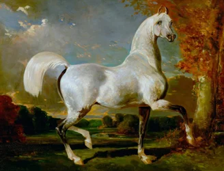 Arabische hengst