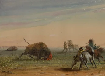 Buffel die zich tegen zijn achtervolgers keert
