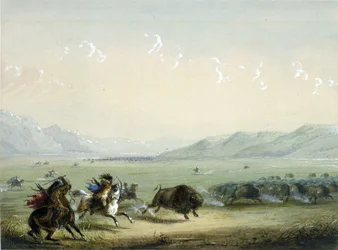 Rennende buffel