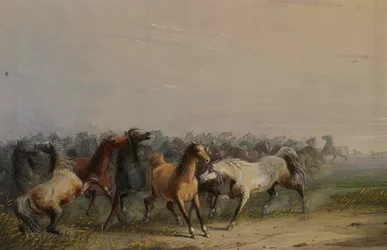 Wilde paarden