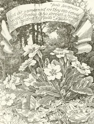 Bleke Sleutelbloemen