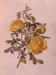 Rosa Genus, No.10, 755, c.1910