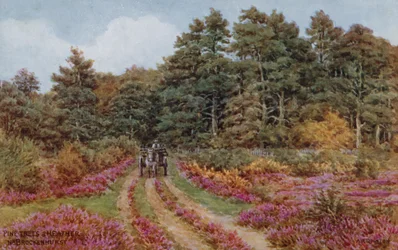 Pijnbomen en heide bij Brockenhurst