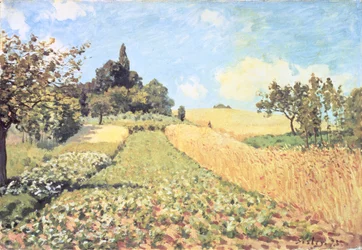 Korenveld