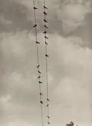 Vogels