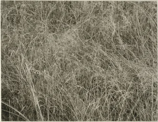 Gras