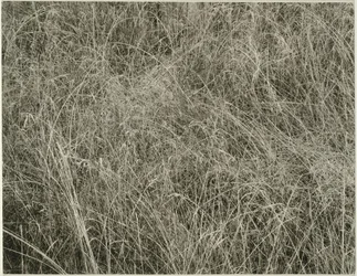 Gras