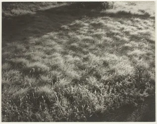 Gras en vorst