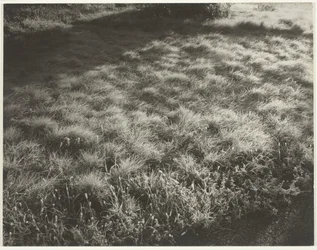 Gras en Vorst, 1934