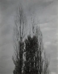 Populieren — Lake George