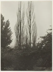Populieren - Lake George
