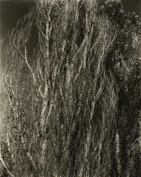 Populieren - Lake George