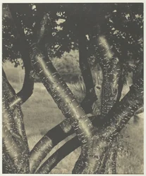 De Dansende Bomen
